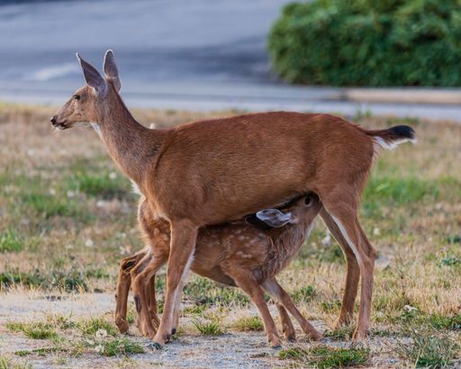 A closeup of a mother deer feeding her baby with milk in a field