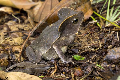 Rhinella margaritifera, Mitred toad, in leaf litter of lowland tropical rain forest of French Guiana. One of the species in this species complex