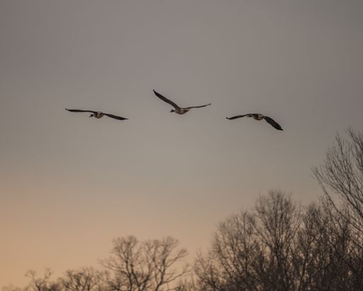 A beautiful shot of a flock of geese flying in the clear sunset sky