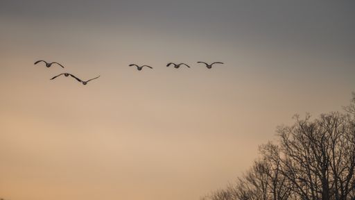 A beautiful shot of a flock of geese flying in the clear sunset sky