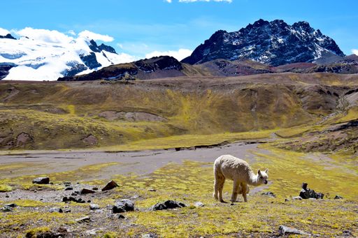 A view of an alpaca near the Vilcanota mountain range, near the Ausangate mountain.
