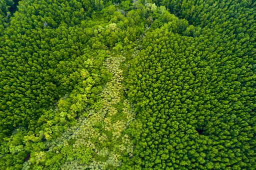 An aerial view of a dense forest