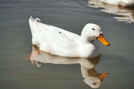 A closeup shot of a white duck peacefully swimming on the lake