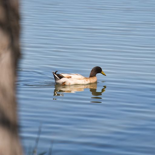 A vertical shot of a duck peacefully swimming on the lake