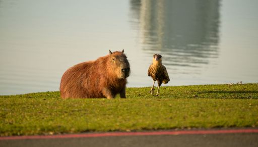 A capybara and a bird stand on a grassy lakeside, with water reflecting a building in the background, captured in warm sunlight.
