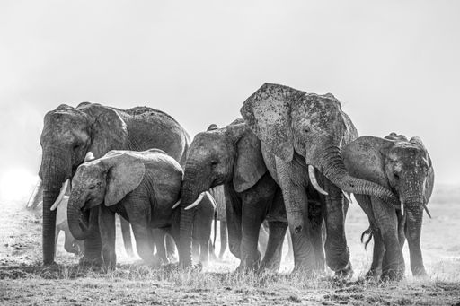 The herd of elephants walking through the grass