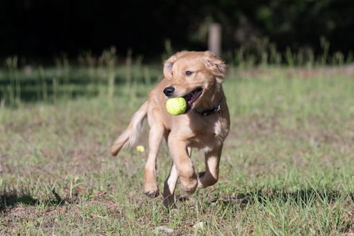 A playful Golden Retriever puppy runs joyfully in a grassy field with a tennis ball in its mouth on a sunny day.