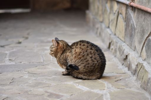 A tabby cat sits curled up on a stone pavement beside a wall, facing away from the camera.