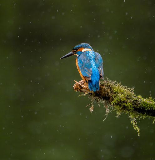 A vibrant kingfisher perched on a mossy branch in the rain, showcasing its colorful plumage against a blurred green background.