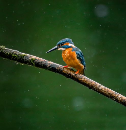 A vibrant kingfisher perched on a moss-covered branch against a blurred green background.