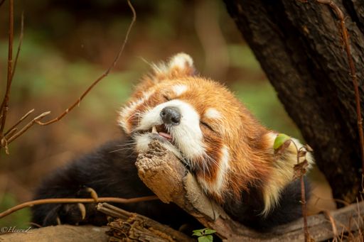 A closeup shot of a cute little red panda