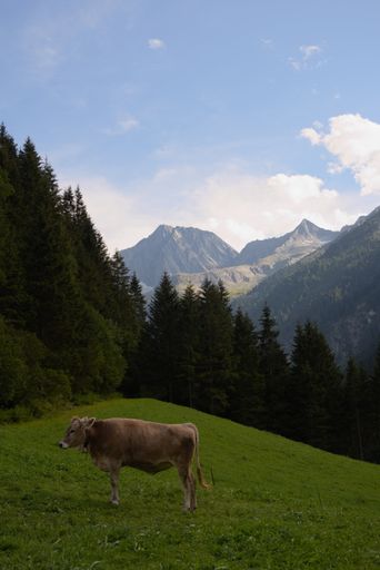 A vertical shot of a cow grazing on a meadow in the mountains