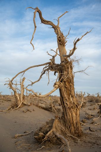 A weathered tree stands in a barren desert landscape under a blue sky, showcasing the stark beauty of nature's resilience.
