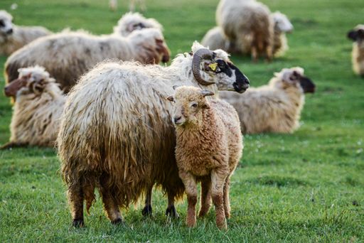 A closeup shot of sheep on the meadow on the farm
