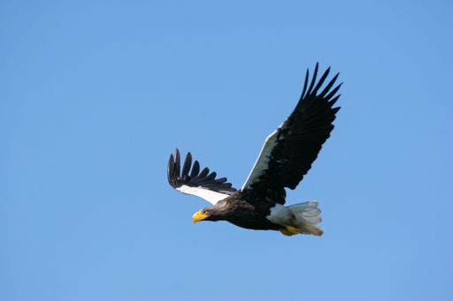 Close-up of the Eagle bird Orlan, against the blue sky.