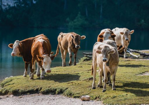 A group of cute cows grazing on a meadow near a lake
