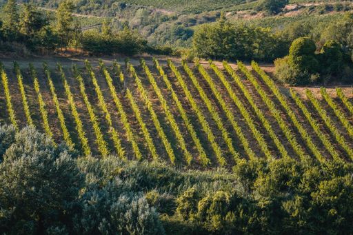 An aerial view of a cultivated vineyard in Tuscany, Italy