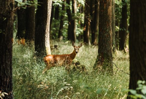 A beautiful view of a deer in a forest with many trees