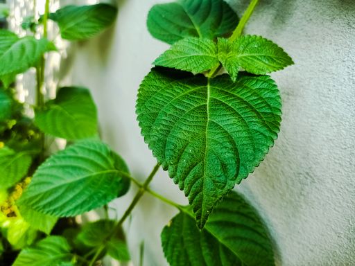 A closeup of the green leaves on the wall. Green foliage.