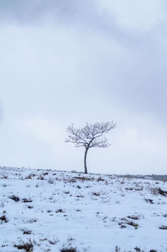 A minimalist winter landscape with a single solitary tree. A Minimalist Snow Scene