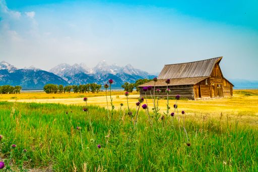 Rustic barn in a vibrant field with purple flowers, set against the majestic Grand Teton mountains under a clear blue sky.