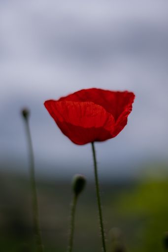 A selective focus shot of a red poppy in the field
