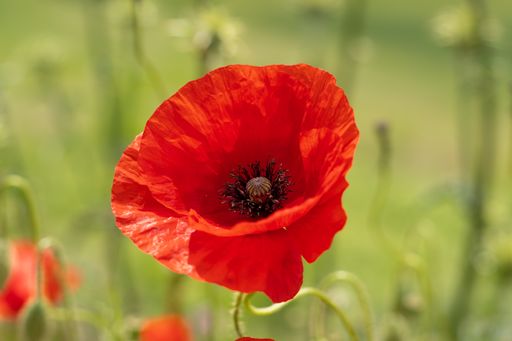 A selective focus shot of a red poppy in the field