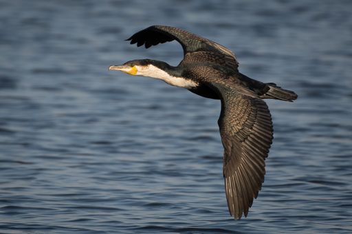 A close-up shot of a white-breasted cormorant flying with its wide-open wings on the sea background