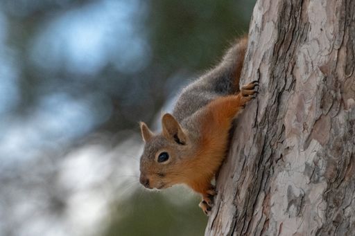 A squirrel on a tree looking
