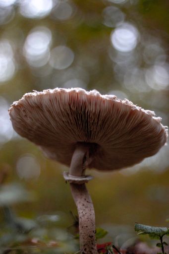 A selective focus shot of wild mushroom on the ground