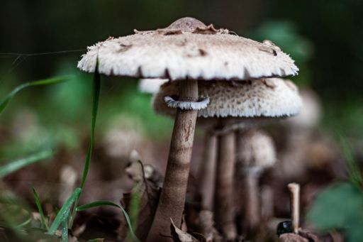 A selective focus shot of wild mushrooms on the ground