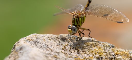 A closeup shot of a green dragonfly on a rock