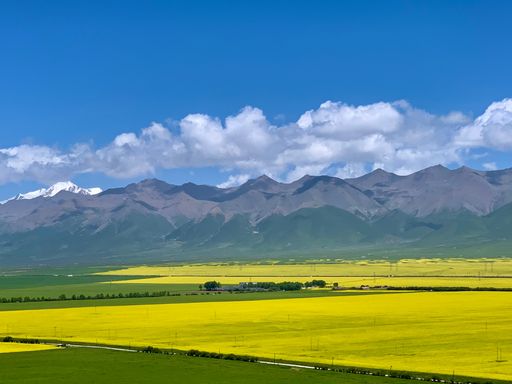 Vast canola fields bloom under bright blue skies, surrounded by gentle hills in Qinghai province.