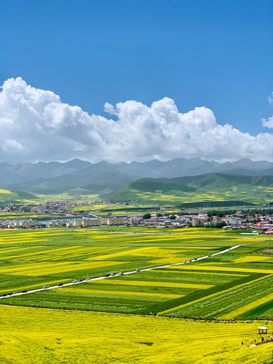 Golden canola flowers stretch across the fields under cloudy skies in Menyuan, Qinghai.