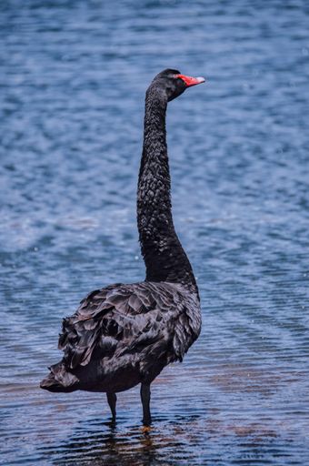 A closeup shot of a black swan near the lake