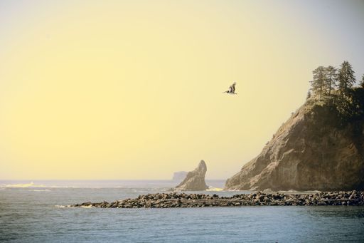 Scenic coastal view with a bird soaring over rocky cliffs and a calm sea under a clear sky, capturing nature's tranquility.