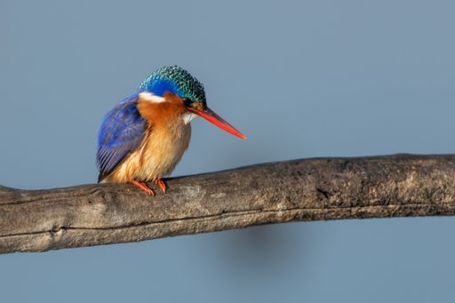 A close-up shot of a Malachite kingfisher perched on a branch on a blurred background