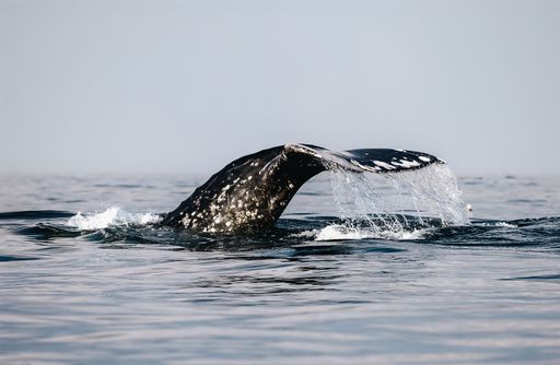 Close-up of a large whale's tail above the water. Sakhalin, Russia