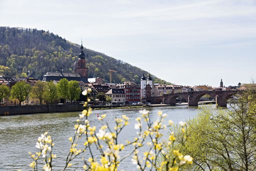 A scenic view of Heidelberg with the Old Bridge over the Neckar River, framed by blooming branches