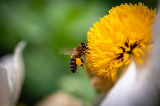 A macro of a bee collecting pollen from a yellow flower