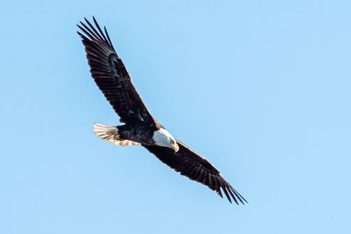 A beautiful shot of a bald eagle flying in the blue sky