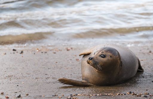 A horizontal shot of a funny seal laying and lazy on the beach after swimming
