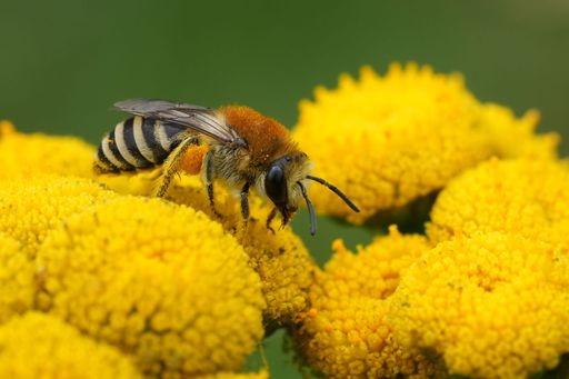 Natural closeup on a furry plasterer bee, Colletes daviesanus group on a Yellow Tansy flower