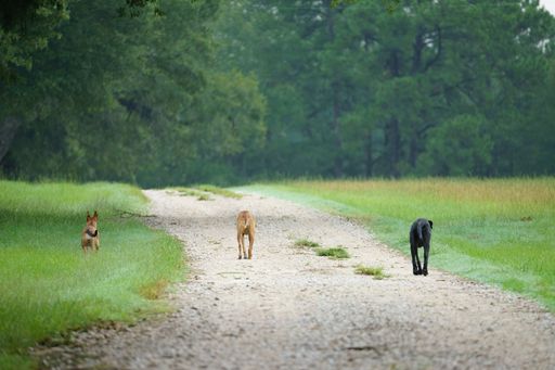 A selective of dogs walking on the path in a park