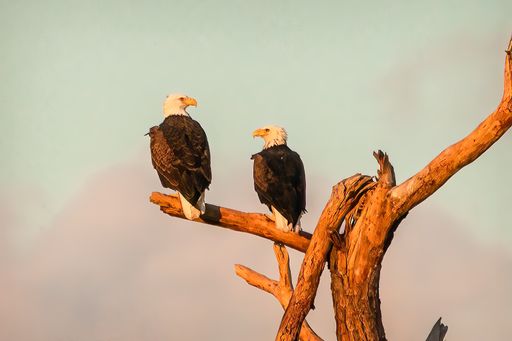 A beautiful shot of a pair of bald eagles perched on a branch