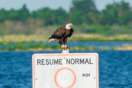 A bald eagle perched on a warning sign near a lake