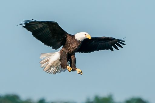 A beautiful shot of a bald eagle flying in the sky