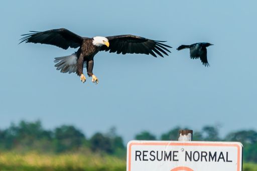 A beautiful shot of a bald eagle and a black bird flying in the sky