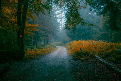 A pathway in a forest surrounded by trees with a foggy background