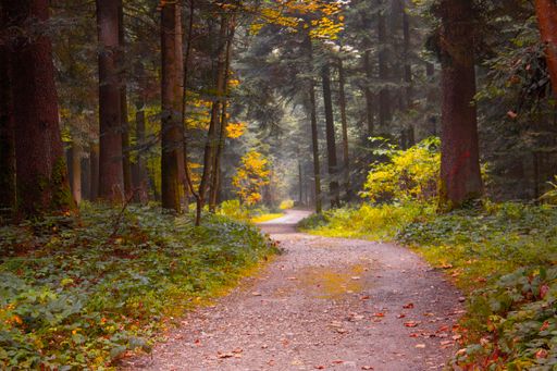 A beautiful view of an autumn landscape with a pathway surrounded by trees in a forest